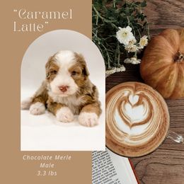 Caramel Latte (Brown Collar) - Chocolate merle male Bernedoodle puppy in Hudson, Indiana from TurkeyCreek-K9