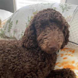 Oakley Mills - Poodle