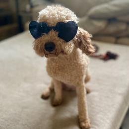 Piper - Goldendoodle