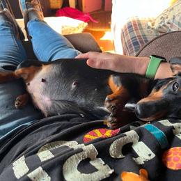 Peanut - Dachshund