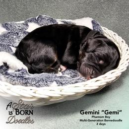 Black Collar - Phantom male Bernedoodle puppy in Jackson, Michigan from A Star is Born Doodles