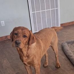 Millie - Labrador Retriever