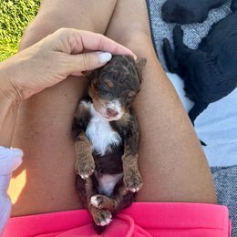 Rufus - Brown male Bernedoodle puppy in Yuba City, California from Ranch House Doodles