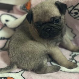 Linda - Black female Pug puppy in Hanover, Virginia from Pure Pugs