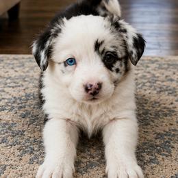 KC - Blue merle and white female Cardigan Welsh Corgi puppy in Kerens, West Virginia from Leather & Lace