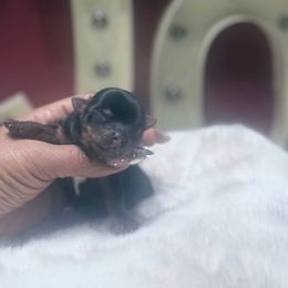 Dutch - Black and gold male Yorkshire Terrier puppy in Patterson, California from Luxe Yorkies of Central Valley