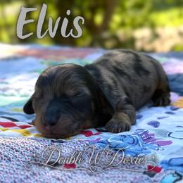Elvis AKC LH DAPPLE - Dapple male Dachshund puppy in Alto, Texas from Double W Doxies