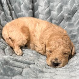 Sara - Apricot female Poodle puppy in Bakersfield, California from Pedigree Poodles