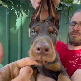 Yellow Collar Girl - Red and rust female Doberman Pinscher puppy in Stow, Ohio from Imperium Dobermann Kennel