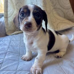 Skye - Piebald female Dachshund puppy in Aiken, South Carolina from State Eight Dachshunds