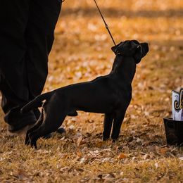 Haka - Patterdale Terrier