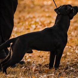 Haka - Patterdale Terrier