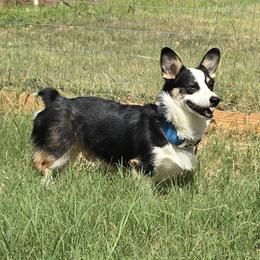 Rocket - Pembroke Welsh Corgi