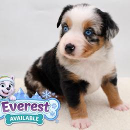 Everest - Blue merle female Miniature Australian Shepherd puppy in Apache Junction, Arizona from Circle T Mini Aussies