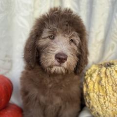 Marina - Brown and white female Saint Berdoodle puppy in Chicago, Illinois from Gentle Giant Saint Berdoodles