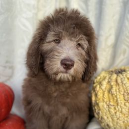 Marina - Brown and white female Saint Berdoodle puppy in Chicago, Illinois from Gentle Giant Saint Berdoodles