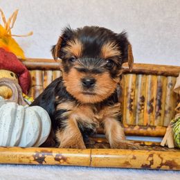 Mable - Black and tan female Yorkshire Terrier puppy in Blacksburg, South Carolina from Hess Pooches LLC
