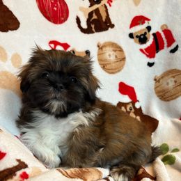 Goofy - Brindle male Shih Tzu puppy in Las Vegas, Nevada from Vegas Shih Tzus