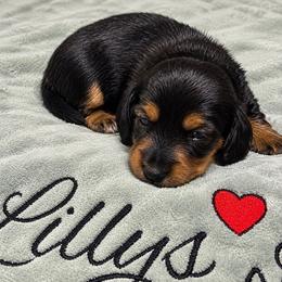 Black and tan girl - Black and tan female Dachshund puppy in Russellville, Arkansas from Lilly's Long Dogs