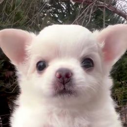 Harry (4500 USD) - Cream male Chihuahua puppy in Morrisville, North Carolina from Mozzafiato Chihuahuas