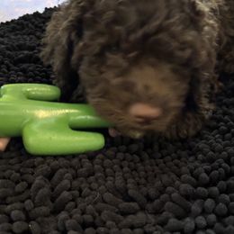 Boy 3 - Brown male Lagotto Romagnolo puppy in Southbury, Connecticut from dei Allegre Lagotto Romagnolo