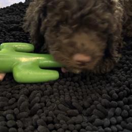 Boy 3 - Brown male Lagotto Romagnolo puppy in Southbury, Connecticut from dei Allegre Lagotto Romagnolo