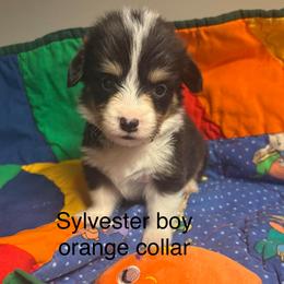 Sylvester - White and black male Pembroke Welsh Corgi puppy in Granville, New York from Windy Mountain Kennels