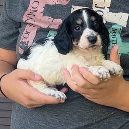 Caspian - Piebald male Dachshund puppy in Spencer, Nebraska from Deer Hollow Dachshunds