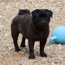 Jewels - Pug