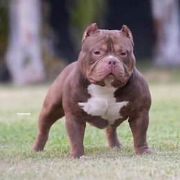 Bane - American Bully