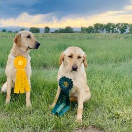 Labrador Retrievers from Caprock Labs