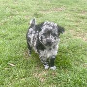 Daphne - Black merle Mudi puppy in Valley Mills, Texas from Graves Farm Mudi