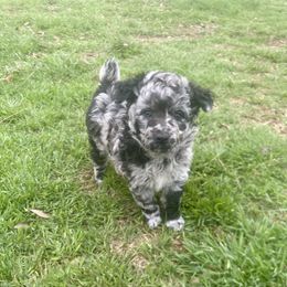 Daphne - Black merle Mudi puppy in Valley Mills, Texas from Graves Farm Mudi