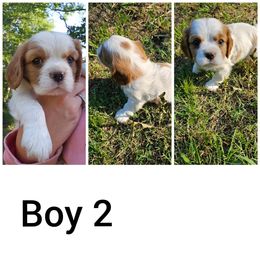 Boy 2 - Cavalier King Charles Spaniel puppy in Stilwell, Oklahoma from Parker's Pups