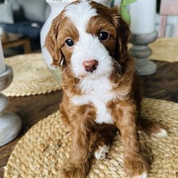 Maple - Red female Cavapoo puppy in Aiken, South Carolina from Cavapoos of the Carolinas