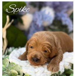 Spike - Apricot male Australian Labradoodle puppy in Gladstone, Oregon from Beaver State Labradoodles