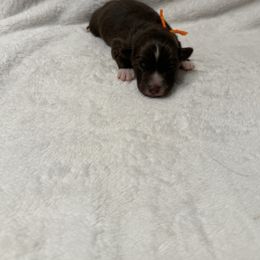 Orange collar - Red & white male Australian Shepherd puppy in Buckeye, Arizona from Wranglin Farms