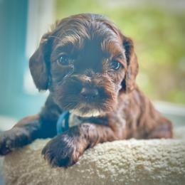 Razz - Brown and white male Cockapoo puppy in Palm Beach County, Florida from Benji’s Cockapoos