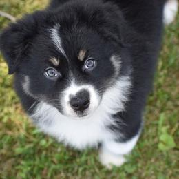 Drone - Black tri-color female Australian Shepherd puppy in Jameson, Missouri from Sky Creek