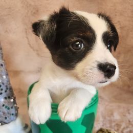 Dillion - Black and white male Parson Russell Terrier puppy in Apple Valley, California from Jumping Jack's Russell Terriers
