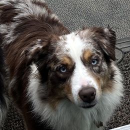 Dazey - Australian Shepherd