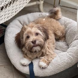 Kipper - Havanese