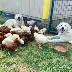 Colorado Mountain Dog Puppies from Mill Iron Farms