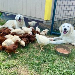 Colorado Mountain Dog Puppies from Mill Iron Farms