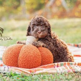 Aussiedoodle Puppies from Dani's Dandy Doodles