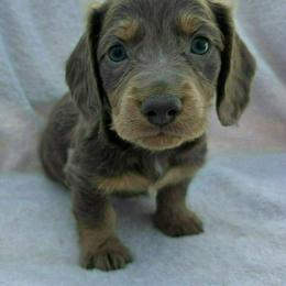 Gravy - Fawn (isabella) and tan male Dachshund puppy in Golden Valley, Arizona from Greatest Journey Ranchette