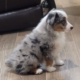 Toy Australian Shepherds from Paradise Kennel