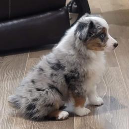 Toy Australian Shepherds from Paradise Kennel