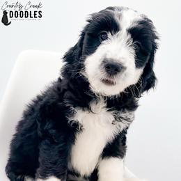 Monroe - female Australian Mountain Doodle puppy in Tipton, Indiana from Country Creek Doodles