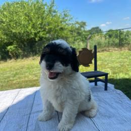 Cooper - Tri-color male Bernedoodle puppy in Moulton, Iowa from Shondel Puppy Paws